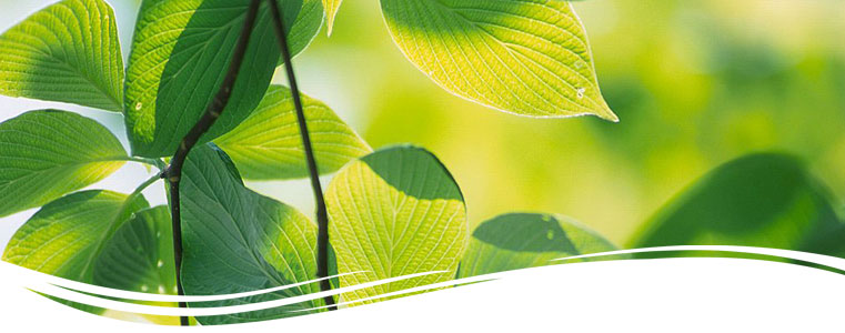 6 Apps to help you go green